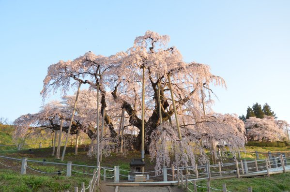 3月の滝桜