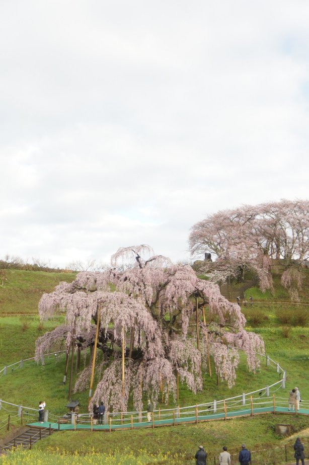 今年の滝桜