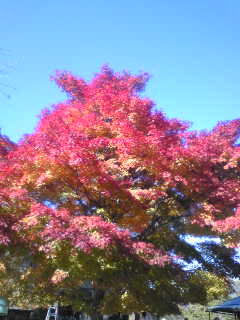 裏磐梯の紅葉