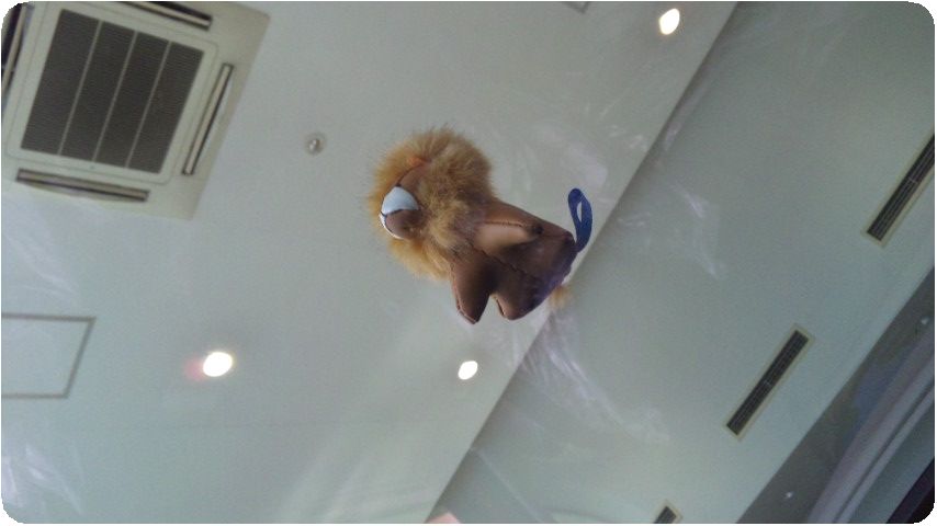 lion