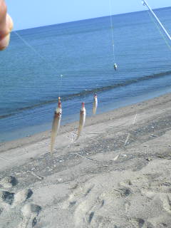 青い海・白いお魚