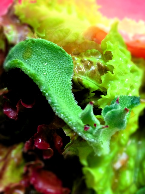 野菜