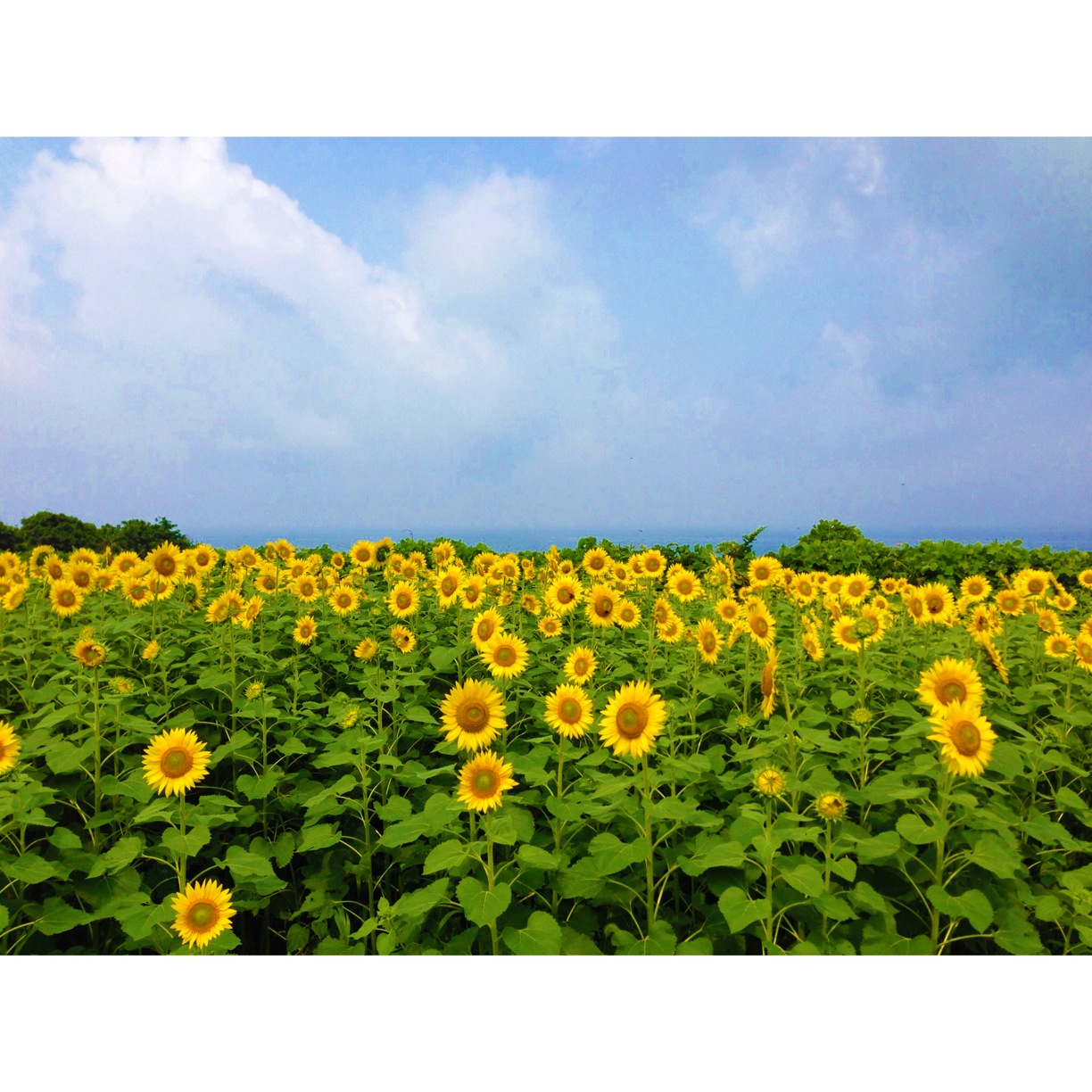 夏