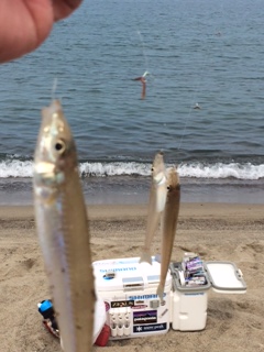 シロギスを釣ってきました