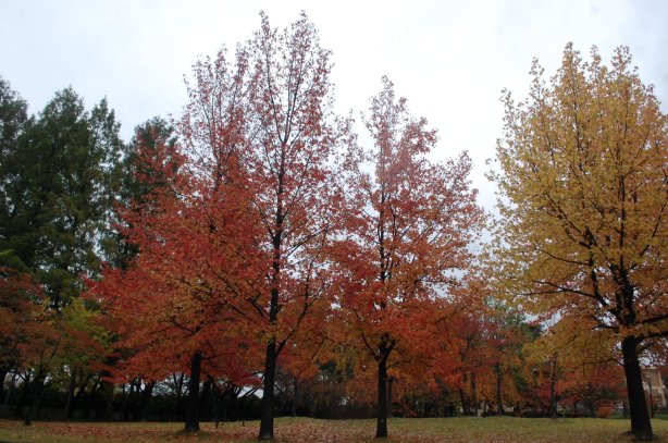 紅葉の季節