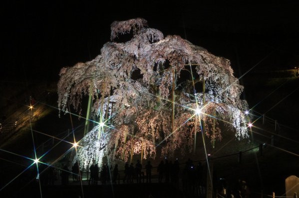 3月の滝桜