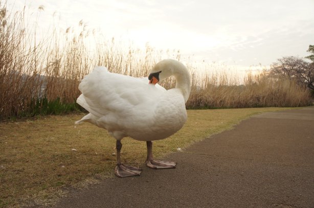 春を感じ