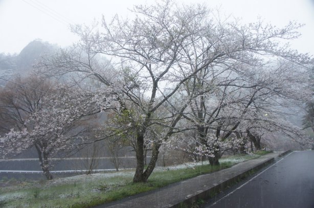 名残雪