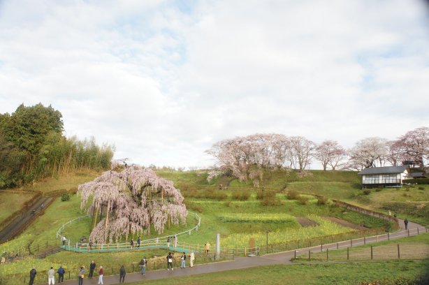 今年の滝桜