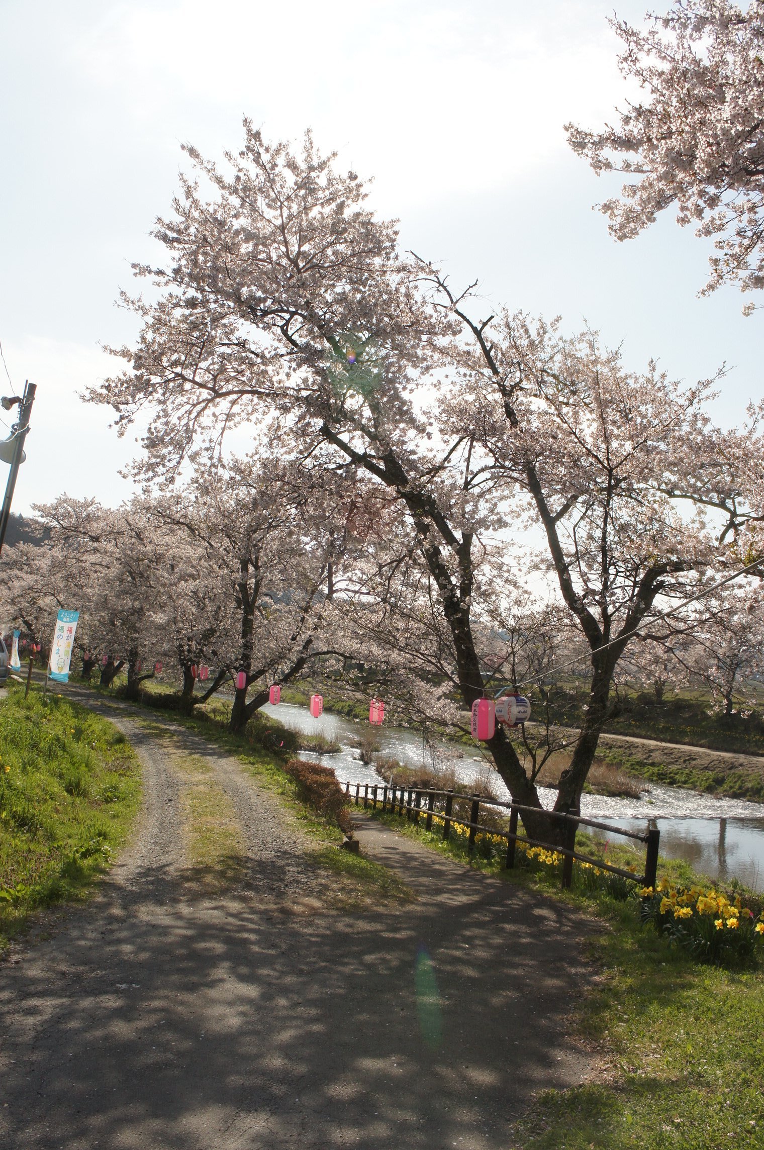 夏井千本桜
