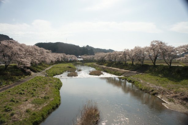 夏井千本桜