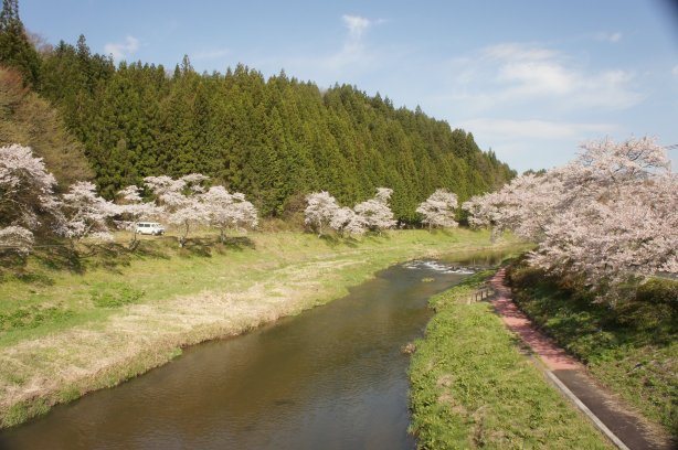 夏井千本桜