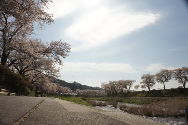 夏井千本桜