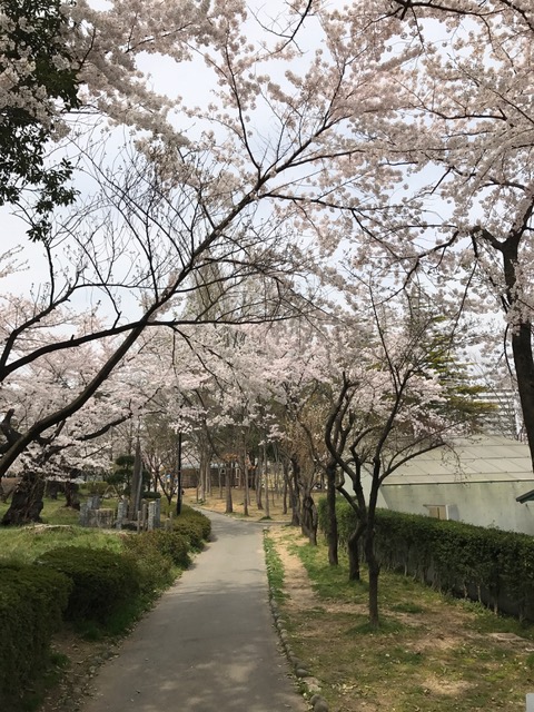 サクラ