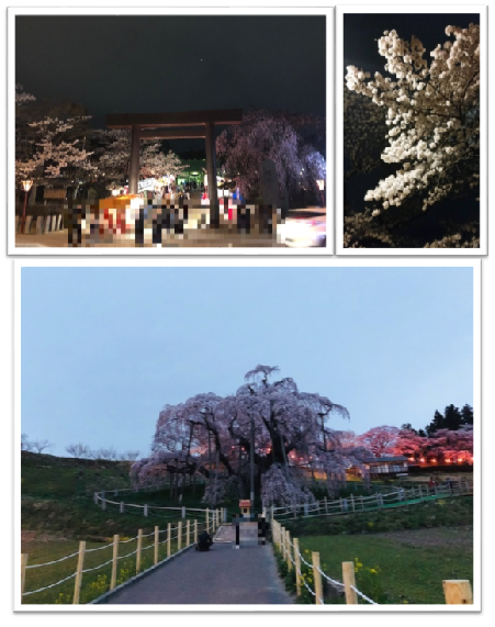 お花見♪